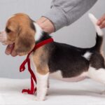 HUCKLEBERRY-female-Beagle-puppy-for-sale-3