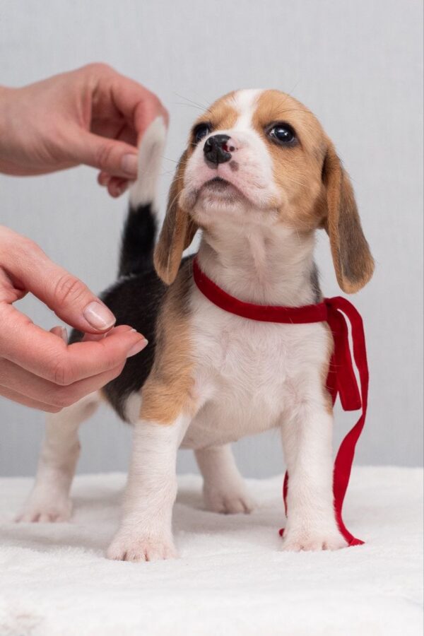 Huckleberry Beagle Huckleberry Beagle