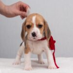 HUCKLEBERRY-female-Beagle-puppy-for-sale-5