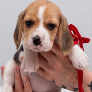 Huckleberry Beagle Huckleberry Beagle