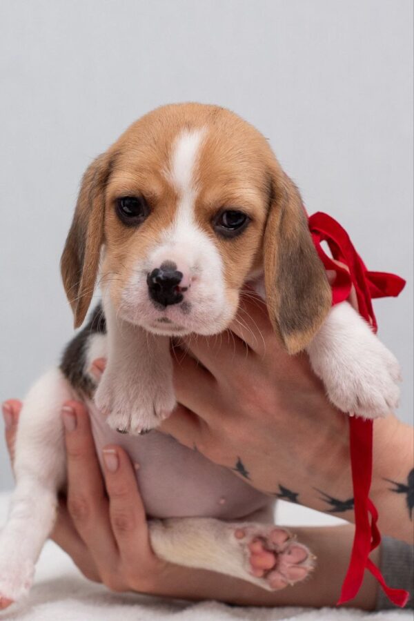 Huckleberry Beagle Huckleberry Beagle