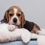 HUMMUS-male-Beagle-puppy-for-sale-1