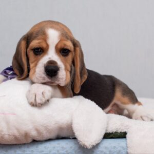 Hummus Beagle Hummus Beagle