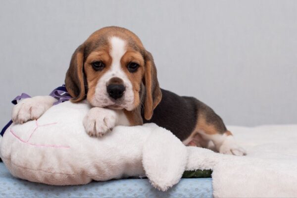 Hummus Beagle Hummus Beagle