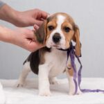 HUMMUS-male-Beagle-puppy-for-sale-2