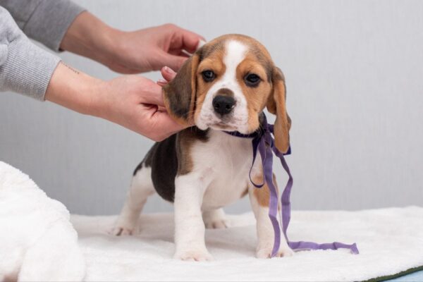 Hummus Beagle Hummus Beagle