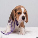HUMMUS-male-Beagle-puppy-for-sale-3