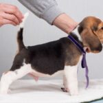 HUMMUS-male-Beagle-puppy-for-sale-4