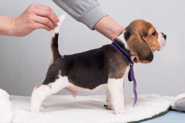 Hummus Beagle Hummus Beagle