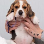 HUMMUS-male-Beagle-puppy-for-sale-5