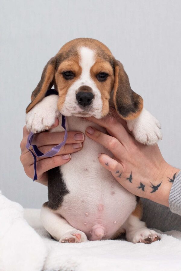 Hummus Beagle Hummus Beagle