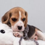 HUZELNUT-male-Beagle-puppy-for-sale-1