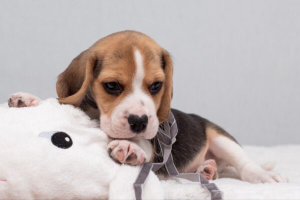 Huzelnut Beagle Huzelnut Beagle