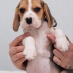 HUZELNUT-male-Beagle-puppy-for-sale-2