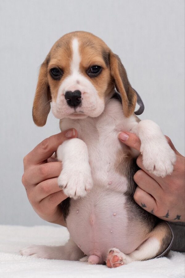 Huzelnut Beagle Huzelnut Beagle
