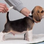 HUZELNUT-male-Beagle-puppy-for-sale-3