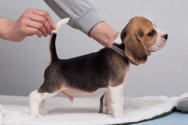 Huzelnut Beagle Huzelnut Beagle