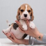 HUZELNUT-male-Beagle-puppy-for-sale-4