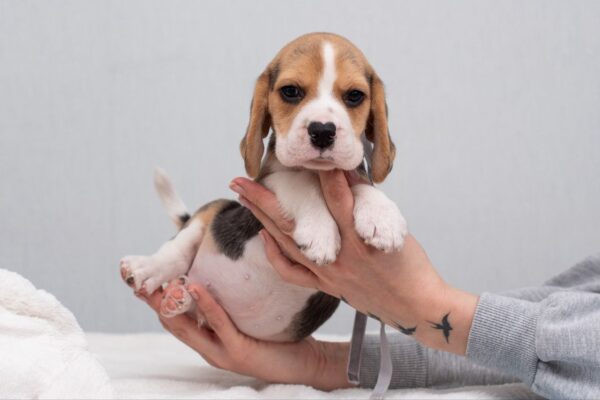 Huzelnut Beagle Huzelnut Beagle