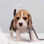 HUZELNUT-male-Beagle-puppy-for-sale-5