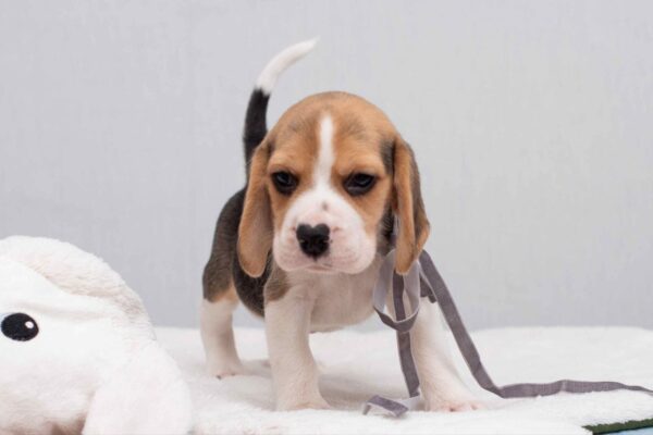 Huzelnut Beagle Huzelnut Beagle