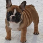 Harbor-male-French-bulldog-puppy-for-sale-1