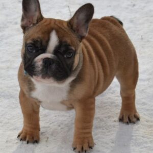 Harbor French Bulldog Harbor French Bulldog