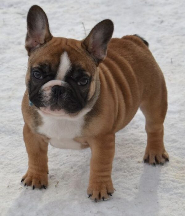 Harbor French Bulldog Harbor French Bulldog