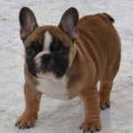 Harbor-male-French-bulldog-puppy-for-sale-2