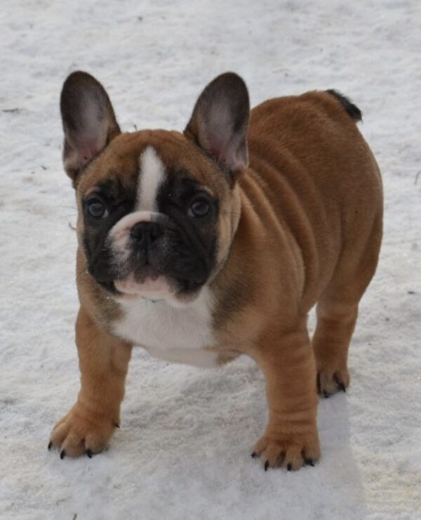 Harbor French Bulldog Harbor French Bulldog