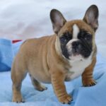 Harbor-male-French-bulldog-puppy-for-sale-3