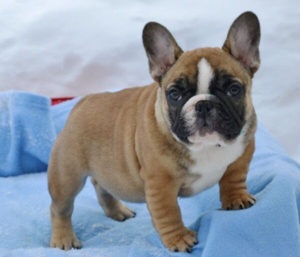 Harbor French Bulldog Harbor French Bulldog