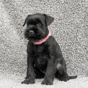 Harsha Miniature Schnauzer Harsha Miniature Schnauzer