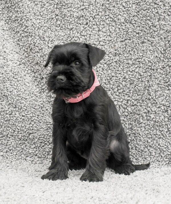 Harsha Miniature Schnauzer Harsha Miniature Schnauzer