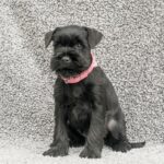 Harsha-female-Miniature-Schnauzer-puppy-for-sale-2