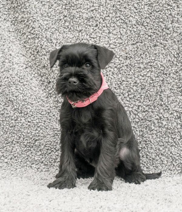 Harsha Miniature Schnauzer Harsha Miniature Schnauzer