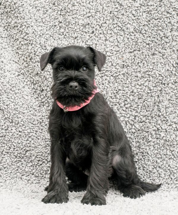 Harsha Miniature Schnauzer Harsha Miniature Schnauzer