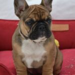 Hazel-female-French-bulldog-puppy-for-sale-1
