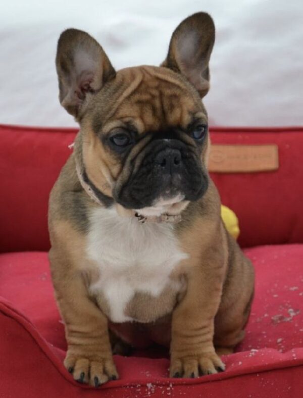 Hazel French Bulldog Hazel French Bulldog