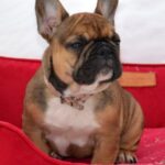 Hazel-female-French-bulldog-puppy-for-sale-2