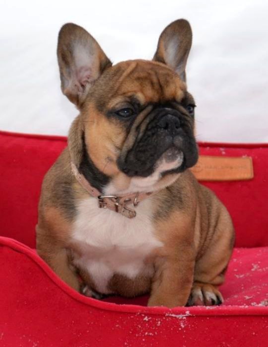 Hazel French Bulldog Hazel French Bulldog