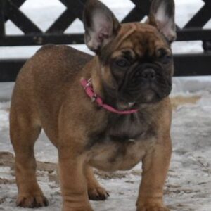 Hearth French Bulldog Hearth French Bulldog