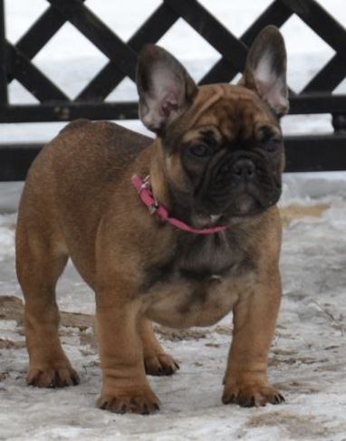 Hearth French Bulldog Hearth French Bulldog