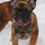 Hearth-female-French-bulldog-puppy-for-sale-2