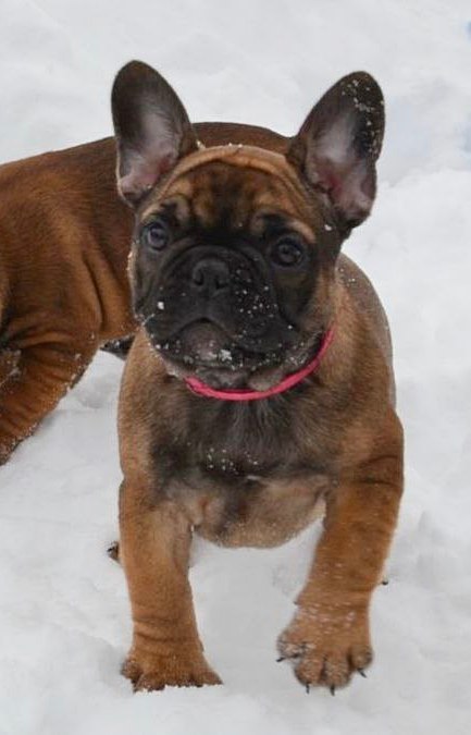 Hearth French Bulldog Hearth French Bulldog