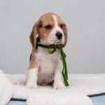 Hearty-male-Beagle-puppy-for-sale-1