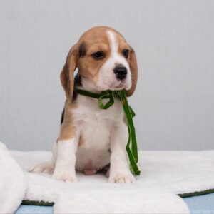 Hearty Beagle Hearty Beagle