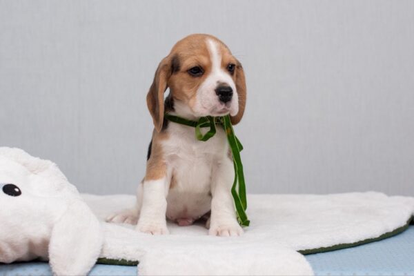 Hearty Beagle Hearty Beagle