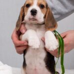 Hearty-male-Beagle-puppy-for-sale-2