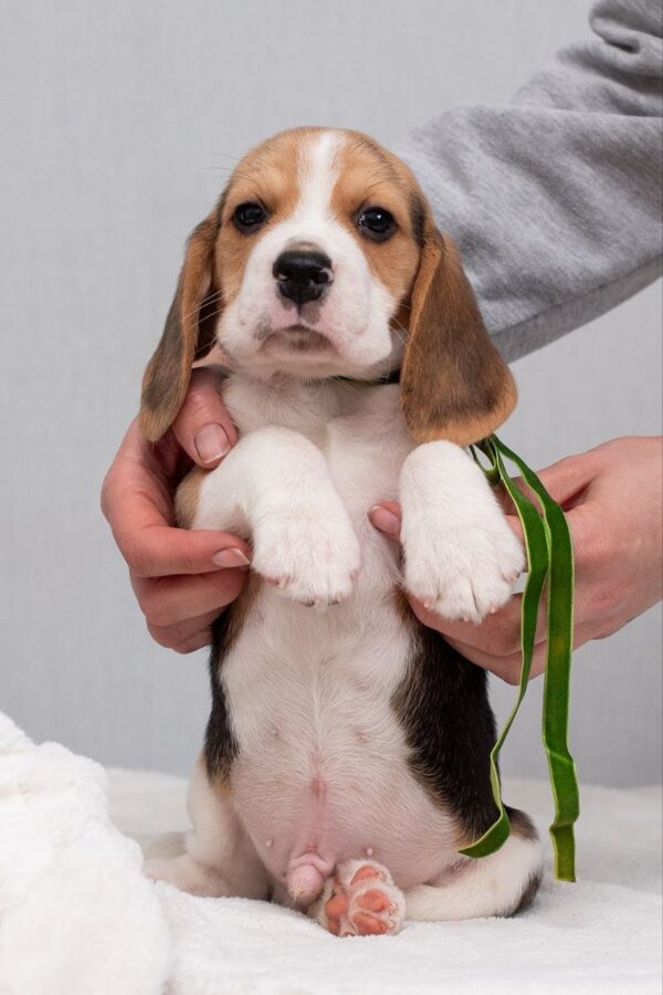 Hearty Beagle Hearty Beagle